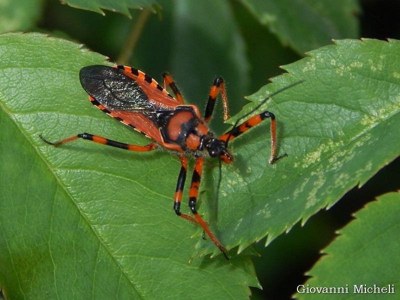 Reduviidae: Rhynocoris rubricus/iracundus